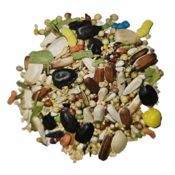 دان مخلوط عروس هلندی