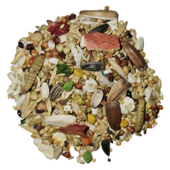 دان مخلوط عروس هلندی اعلا