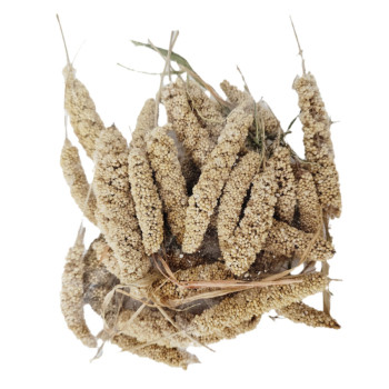ارزن خوشه ای