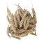 ارزن خوشه ای